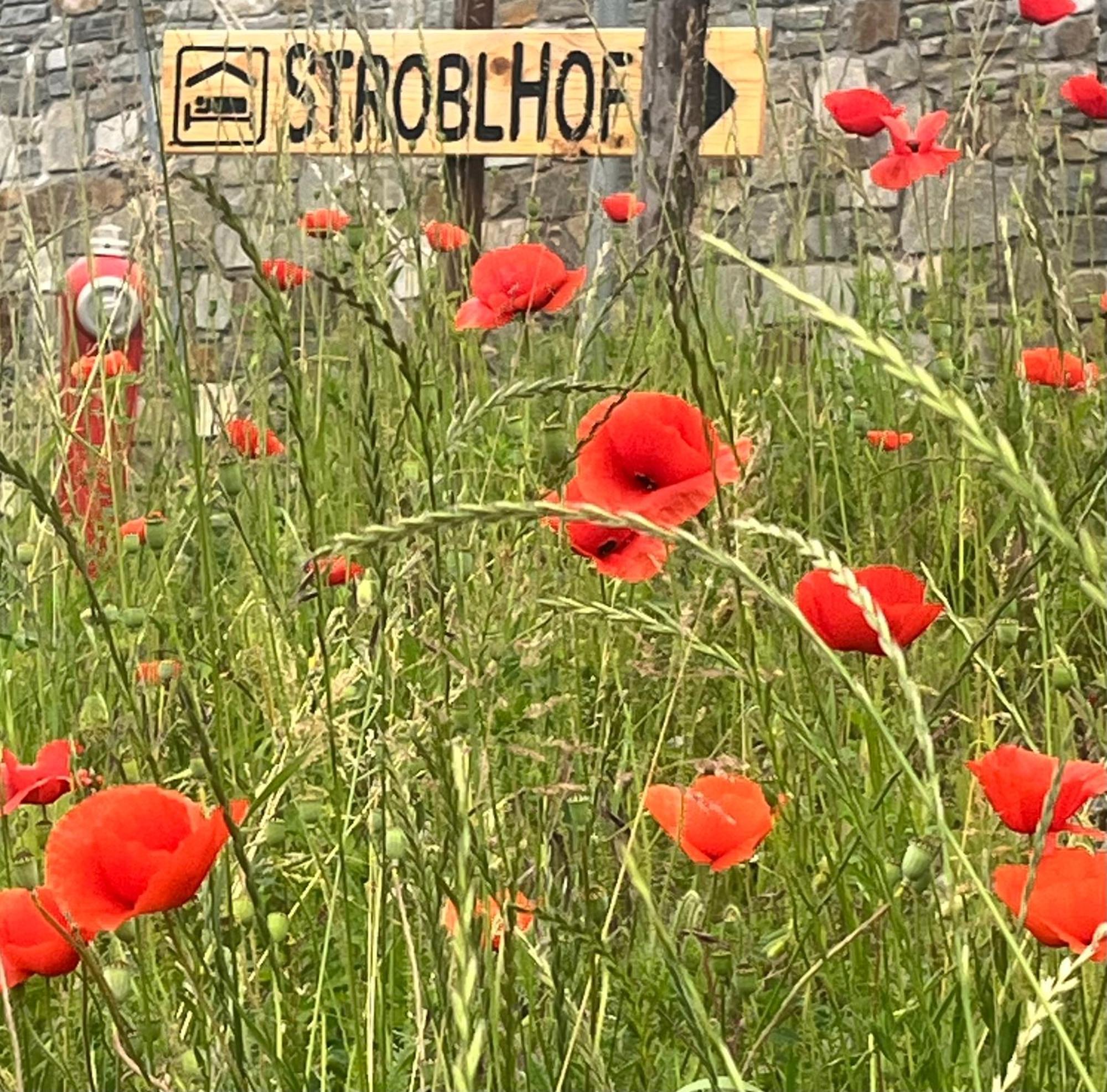 Stroblhof Lejlighed Vipiteno Eksteriør billede